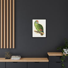 Dufresne's Amazon (Amazona dufresniana) colored wood-engraved plate by Alexander Francis Lydon