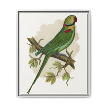 Alexandrine Parakeet (Psittacula eupatria) colored wood-engraved plate by Alexander Francis Lydon. - NOMADEN ART GALLERY