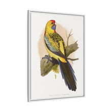 Lydon's Yellow-Rumped Parrakeet | Vintage Bird Wall Art Print