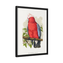 Rose-Breasted Cockatoo (Eolophus roseicapillus) colored wood-engraved plate by Alexander Francis Lydon.
