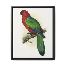 Red Shining Parrakeet (Prosopeia tabuensis) colored wood-engraved plate by Alexander Francis Lydon - NOMADEN ART GALLERY