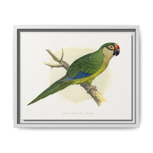 Golden-Crowned Conure (Aratinga auricapillus) colored wood-engraved plate by Alexander Francis Lydon - NOMADEN ART GALLERY