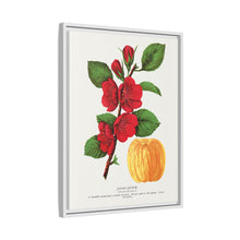Japan Quince tree lithograph. Digitally enhanced from our own original 1900 edition plates of Botanical Specimen published by Rochester Lithographing