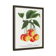 Gov Wood cherry lithograph. Digitally enhanced from our own original 1900 edition plates of Botanical Specimen published by Rochester Lithographing