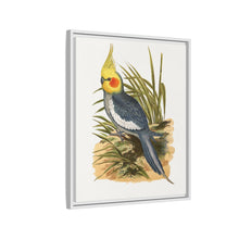 Cockatiel (Nymphicus hollandicus) colored wood-engraved plate by Alexander Francis Lydon