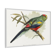 Many-Coloured Parrakeet (Psephotellus varius) colored wood-engraved plate by Alexander Francis Lydon