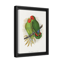 West African Love-Bird (Agapornis) colored wood-engraved plate by Alexander Francis Lydon. - NOMADEN ART GALLERY