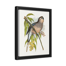 Bourke's Parrakeet (Neopsephotus bourkii) colored wood-engraved plate by Alexander Francis Lydon. - NOMADEN ART GALLERY
