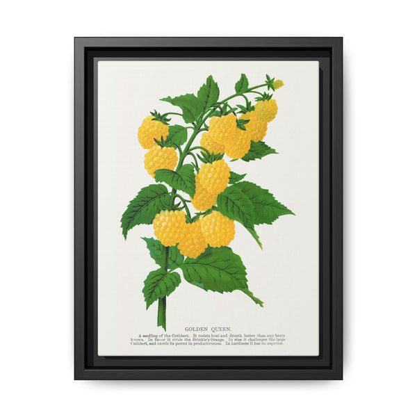 Golden queen raspberry lithograph. Digitally enhanced from our own original 1900 edition plates of Botanical Specimen published by Rochester Lithographing - NOMADEN ART GALLERY