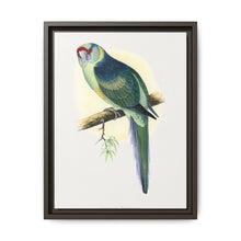 Barnard's Parrakeet (Barnardius barnardi) colored wood-engraved plate by Alexander Francis Lydon - NOMADEN ART GALLERY