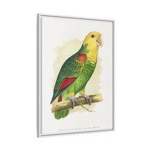 Double-Fronted or Le Vaillant's Amazon (Amazona oratrix) colored wood-engraved plate by Alexander Francis Lydon.