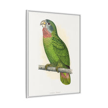 Jamaica Parrot (Amazona collaria) colored wood-engraved plate by Alexander Francis Lydon