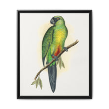 Masked Parrakeet (Prosopeia personata) colored wood-engraved plate by Alexander Francis Lydon