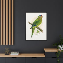 Petz's Conure (Aratinga canicularis) colored wood-engraved plate by Alexander Francis Lydon