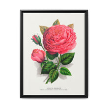Pink rose, Anna De Diesbach lithograph. Digitally enhanced from our own original 1900 edition plates of Botanical Specimen published by Rochester Lithographing - NOMADEN ART GALLERY