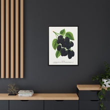 Snyder Blackberry lithograph from Botanical Specimen published by Rochester Lithographing