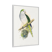 Quaker or Grey-breasted Parrakeet (Myiopsitta monachus) colored wood-engraved plate by Alexander Francis Lydon