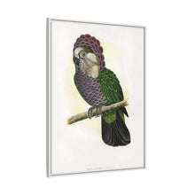 Hawk-Headed Parrot (Deroptyus accipitrinus) colored wood-engraved plate by Alexander Francis Lydon.