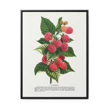 Cuthbert raspberry lithograph. Digitally enhanced from our own original 1900 edition plates of Botanical Specimen published by Rochester Lithographing - NOMADEN ART GALLERY
