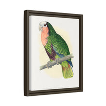 Red-Throated White-Fronted Amazon (Amazona leucocephala) colored wood-engraved plate by Alexander Francis Lydon.