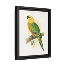 Jendaya Conure (Aratinga jandaya) colored wood-engraved plate by Alexander Francis Lydon. - NOMADEN ART GALLERY