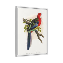 Rose-Hill or Rosella Parrakeet (Platycercus eximius) colored wood-engraved plate by Alexander Francis Lydon