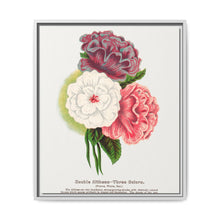 Double Althea in 3 colors lithograph. Digitally enhanced from our own original 1900 edition plates of Botanical Specimen published by Rochester Lithographing - NOMADEN ART GALLERY