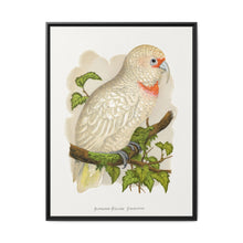Slender-Billed Cockatoo (Cacatua tenuirostris) colored wood-engraved plate by Alexander Francis Lydon. - NOMADEN ART GALLERY