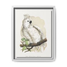 Great White-Crested Cockatoo (Cacatua alba) colored wood-engraved plate by Alexander Francis Lydon - NOMADEN ART GALLERY