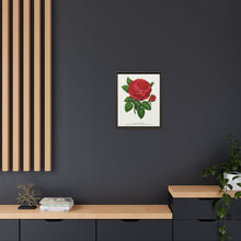 Red rose, General Jacquemont flower lithograph. Digitally enhanced from our own original 1900 edition plates of Botanical Specimen published by Rochester Lithographing