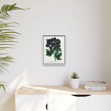 Wachusett Blackberry Lithograph | Vintage Botanical Wall Art