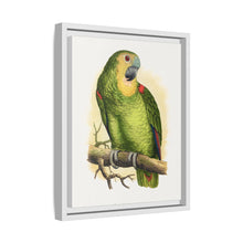 Blue-Fronted Amazon (Amazona aestiva) colored wood-engraved plate by Alexander Francis Lydon