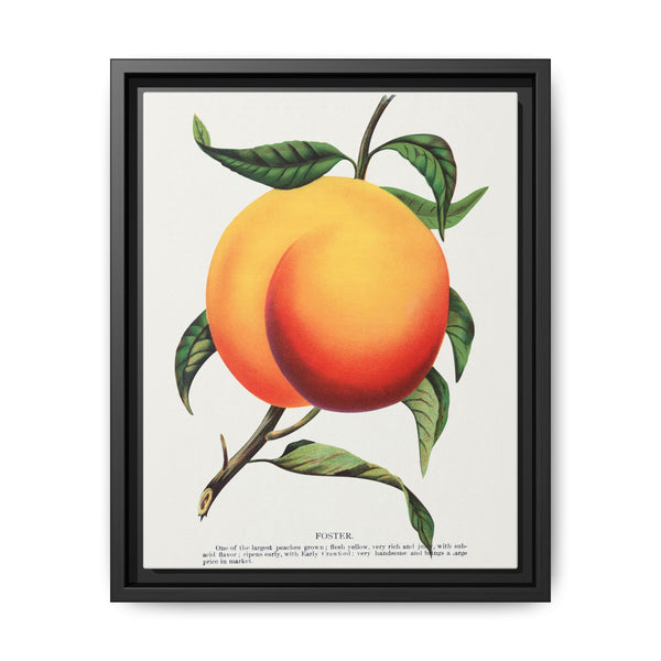 Foster peach lithograph. Digitally enhanced from our own original 1900 edition plates of Botanical Specimen published by Rochester Lithographing - NOMADEN ART GALLERY