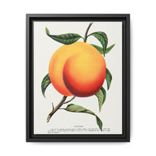 Foster peach lithograph. Digitally enhanced from our own original 1900 edition plates of Botanical Specimen published by Rochester Lithographing - NOMADEN ART GALLERY