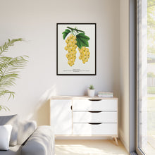 White Grape Lithograph | Vintage Botanical Wall Art Print