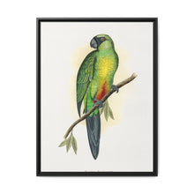 Masked Parrakeet (Prosopeia personata) colored wood-engraved plate by Alexander Francis Lydon