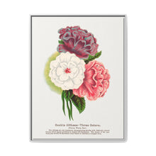 Double Althea in 3 colors lithograph. Digitally enhanced from our own original 1900 edition plates of Botanical Specimen published by Rochester Lithographing - NOMADEN ART GALLERY