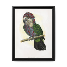 Hawk-Headed Parrot (Deroptyus accipitrinus) colored wood-engraved plate by Alexander Francis Lydon. - NOMADEN ART GALLERY