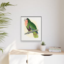 Red-Throated White-Fronted Amazon (Amazona leucocephala) colored wood-engraved plate by Alexander Francis Lydon.