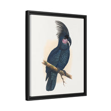 Great Black Cockatoo (Probosciger aterrimus) colored wood-engraved plate by Alexander Francis Lydon