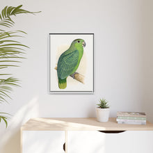 Mealy Amazon (Amazona farinosa) colored wood-engraved plate by Alexander Francis Lydon
