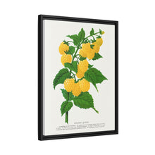 Golden queen raspberry lithograph. Digitally enhanced from our own original 1900 edition plates of Botanical Specimen published by Rochester Lithographing