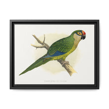 Golden-Crowned Conure (Aratinga auricapillus) colored wood-engraved plate by Alexander Francis Lydon - NOMADEN ART GALLERY