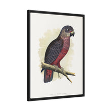 Dusky or Violet Parrot (Pionus fuscus) colored wood-engraved plate by Alexander Francis Lydon.
