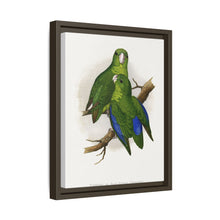 Passerine or Blue-winged Parrakeet (Psittacula columboides) colored wood-engraved plate by Alexander Francis Lydon