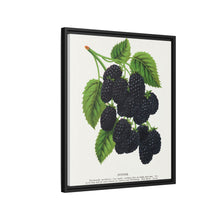 Snyder Blackberry lithograph from Botanical Specimen published by Rochester Lithographing