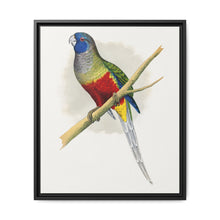 Blue Bonnet Parrakeet (Northiella haematogaster) colored wood-engraved plate by Alexander Francis Lydon. - NOMADEN ART GALLERY