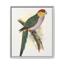 Pileated Parrakeet (Pionopsitta pileata) colored wood-engraved plate by Alexander Francis Lydon. - NOMADEN ART GALLERY