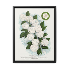 Japanese snowball flower lithograph. Digitally enhanced from our own original 1900 edition plates of Botanical Specimen published by Rochester Lithographing - NOMADEN ART GALLERY