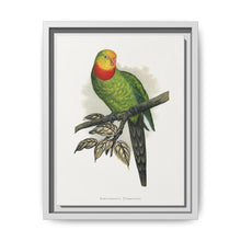 Barraband's Parakeet (Polytelis swainsonii) colored wood-engraved plate by Alexander Francis Lydon - NOMADEN ART GALLERY